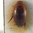 Image de Notomicrinae