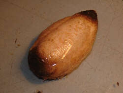 Image of Brown psolus 