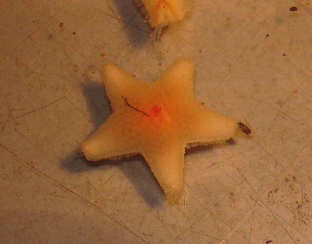 Image of Wrinkled slime star