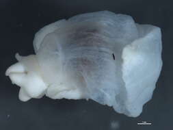 Image of naked pteropods