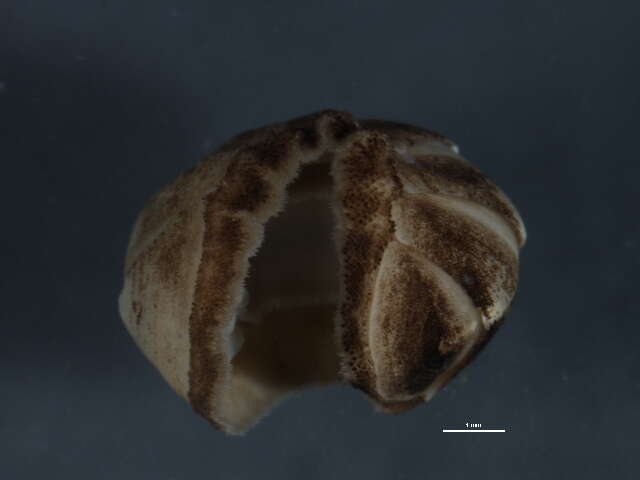 Sivun Ischnochitonidae Dall 1889 kuva