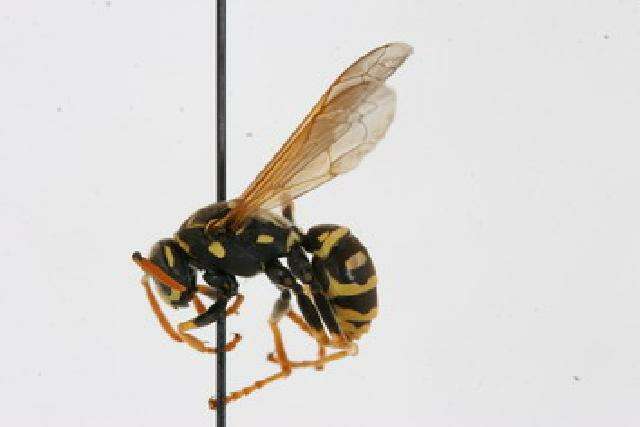 Image of European Paper Wasp