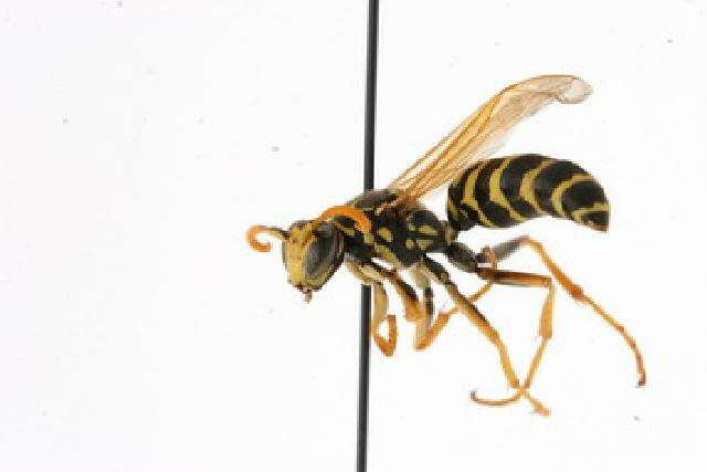 Image of European Paper Wasp