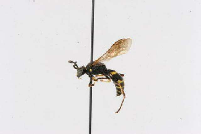 Image of Gorytes atricornis Packard 1867