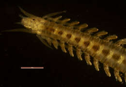 Image of spotted leafworm