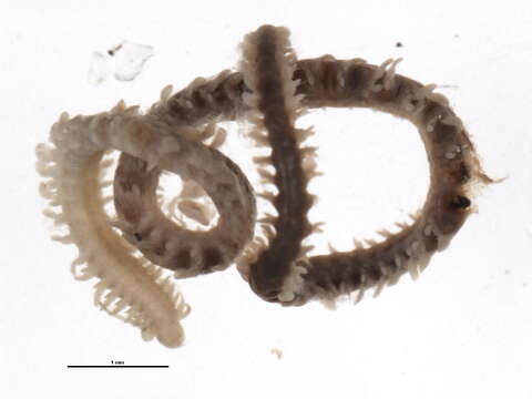 Image of spotted leafworm