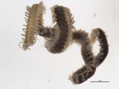 Image of spotted leafworm