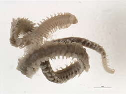 Image of spotted leafworm