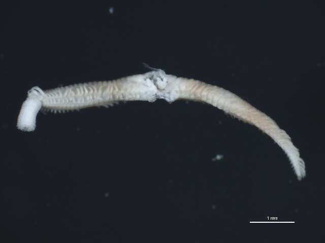 Image of green paddle worm