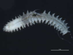 صورة Micronephthys neotena (Noyes 1980)