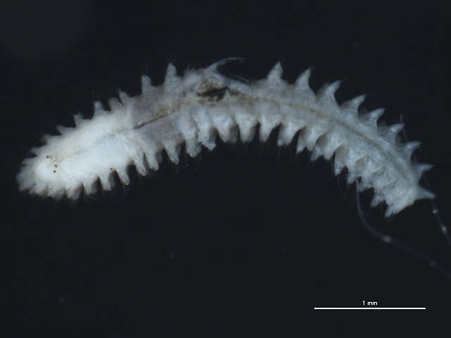 صورة Micronephthys neotena (Noyes 1980)