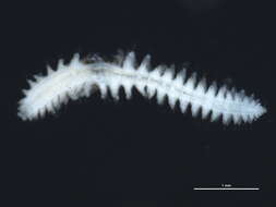 صورة Micronephthys neotena (Noyes 1980)