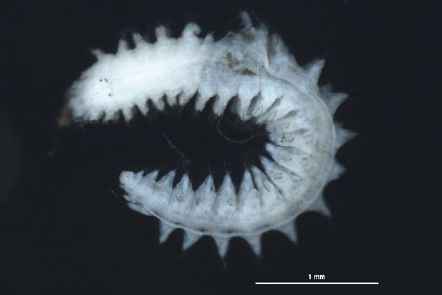 صورة Micronephthys neotena (Noyes 1980)