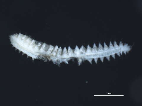 Micronephthys neotena (Noyes 1980)的圖片