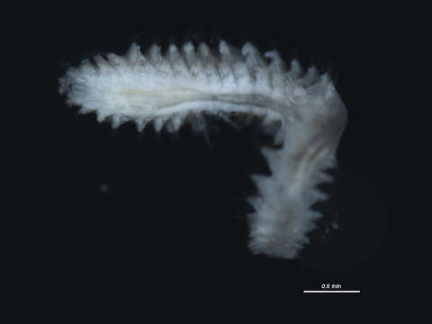 صورة Micronephthys neotena (Noyes 1980)