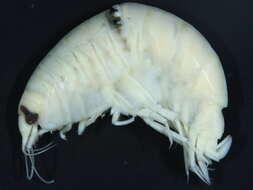 Image of Anonyx nugax