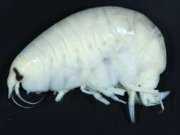 Image of Anonyx nugax
