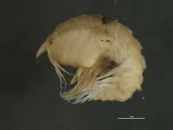 Image of Pleustes Spence Bate 1858