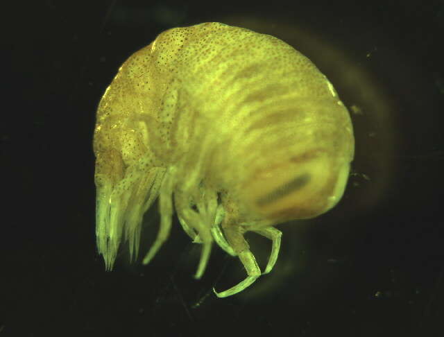 Image of Hyperiidae Dana 1852