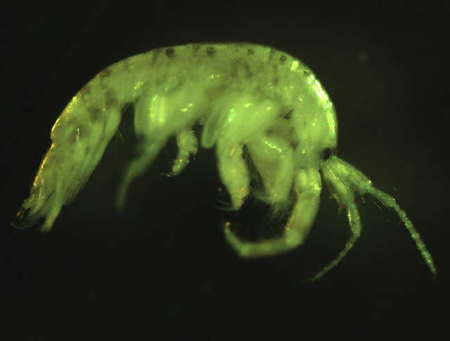 Sivun Monocorophium insidiosum (Crawford 1937) kuva