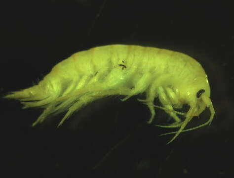 Image of <i>Gammarus duebeni</i>