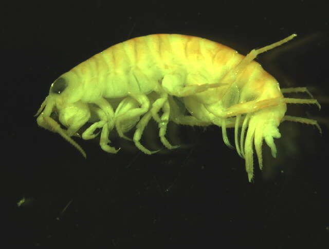 Image of northern big-eyed sandhopper