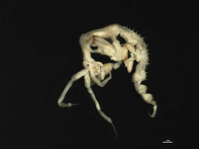 Image of Japanese skeleton shrimp