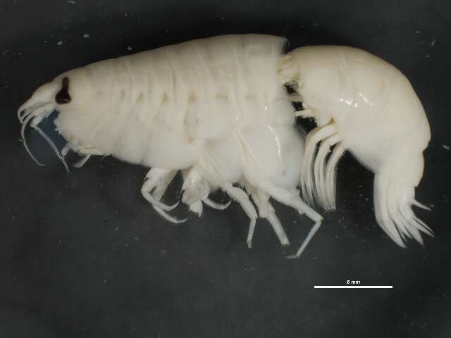 Image of Anonyx nugax