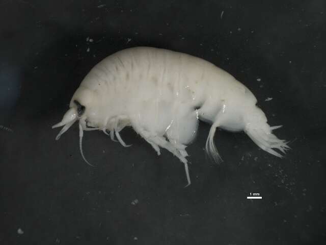 Image of Anonyx nugax