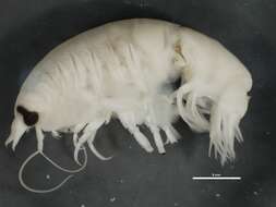Image of Anonyx nugax