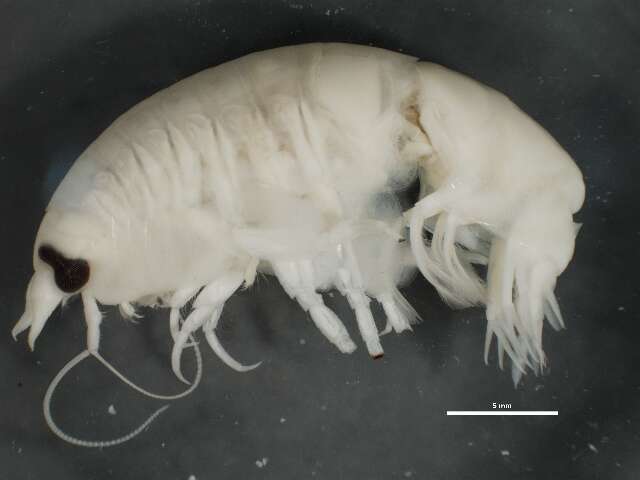 Image of Anonyx nugax