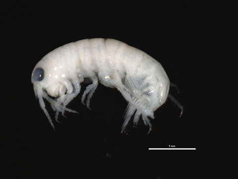 Image of Pseudorchestoideinae Myers & Lowry 2020