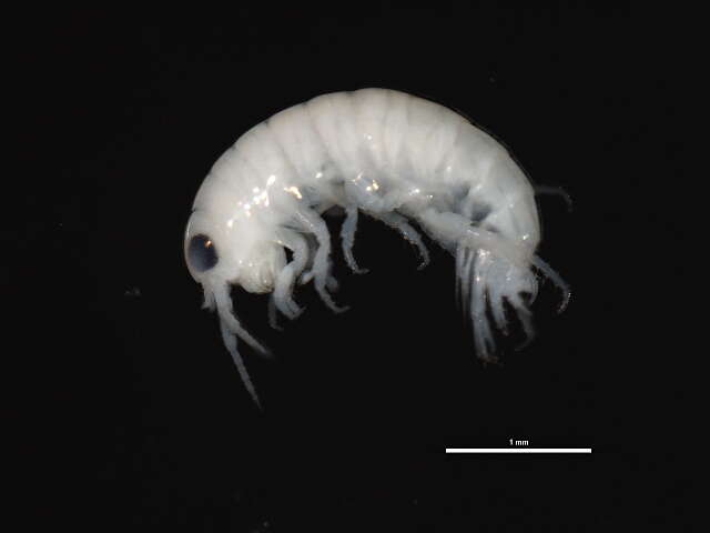 Image of Pseudorchestoideinae Myers & Lowry 2020