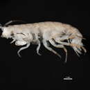 Mexorchestia carpenteri raduloviciae Wildish & Le Croy 2014的圖片