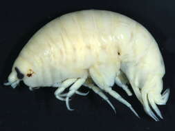 Image of Anonyx nugax