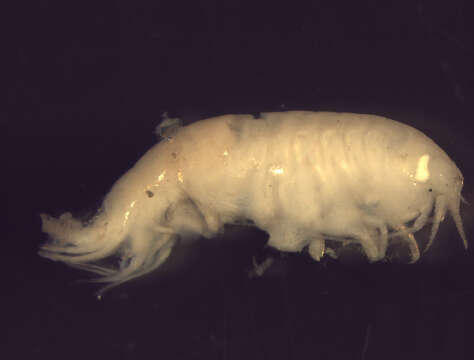 Image of Orchomenella pinguis (Boeck 1861)