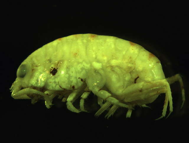 Image of northern big-eyed sandhopper