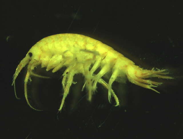 Image of Gammarus tigrinus