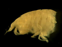 Image of Orchomenella pinguis (Boeck 1861)