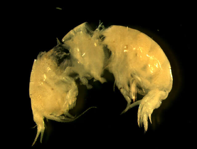 Image of Orchomenella pinguis (Boeck 1861)