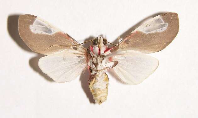 Sivun Bertholdia albipuncta Schaus 1896 kuva