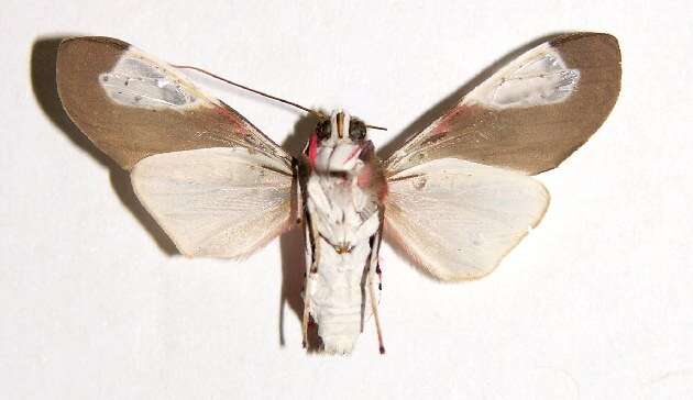 Sivun Bertholdia albipuncta Schaus 1896 kuva