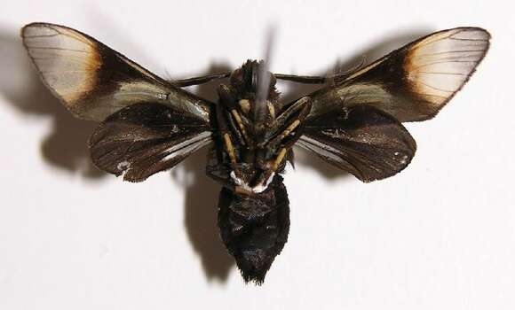 Image of Sphecosoma