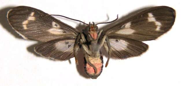 Image of Heliura tetragramma Walker 1854