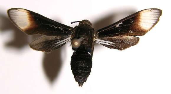 Image of Sphecosoma