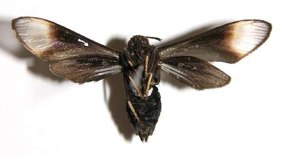 Image of Sphecosoma