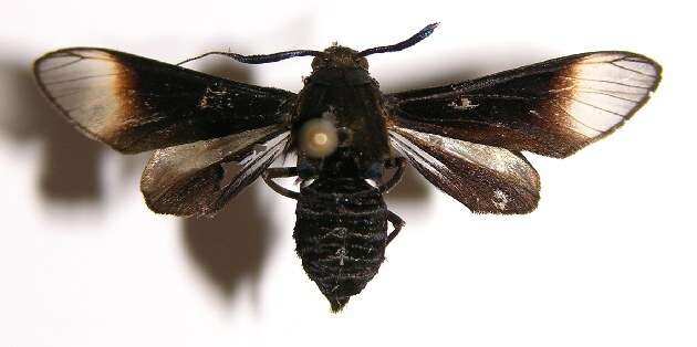 Image of Sphecosoma