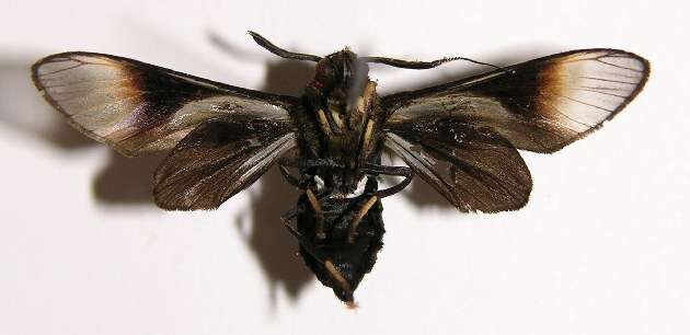 Image of Sphecosoma