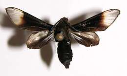 Image of Sphecosoma