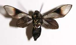 Image of Sphecosoma